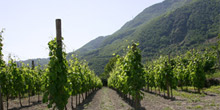Azienda Agricola la Pietra di Tommasone