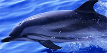 Associazione Delphis Associazione Delphis